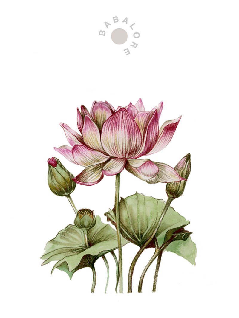 botella-plata-loto_dibujo